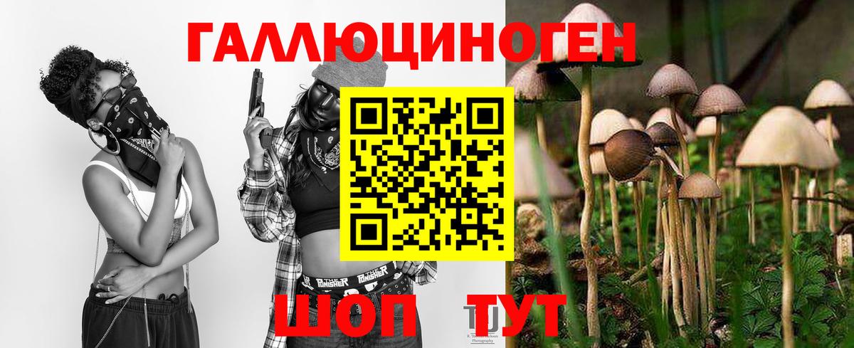 Галлюциногенные грибы Psilocybe Железногорск