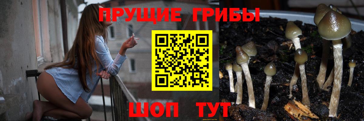 Псилоцибиновые грибы Psilocybe Железногорск